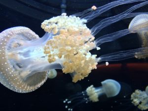 jellyfish-326867_960_720-pixabay